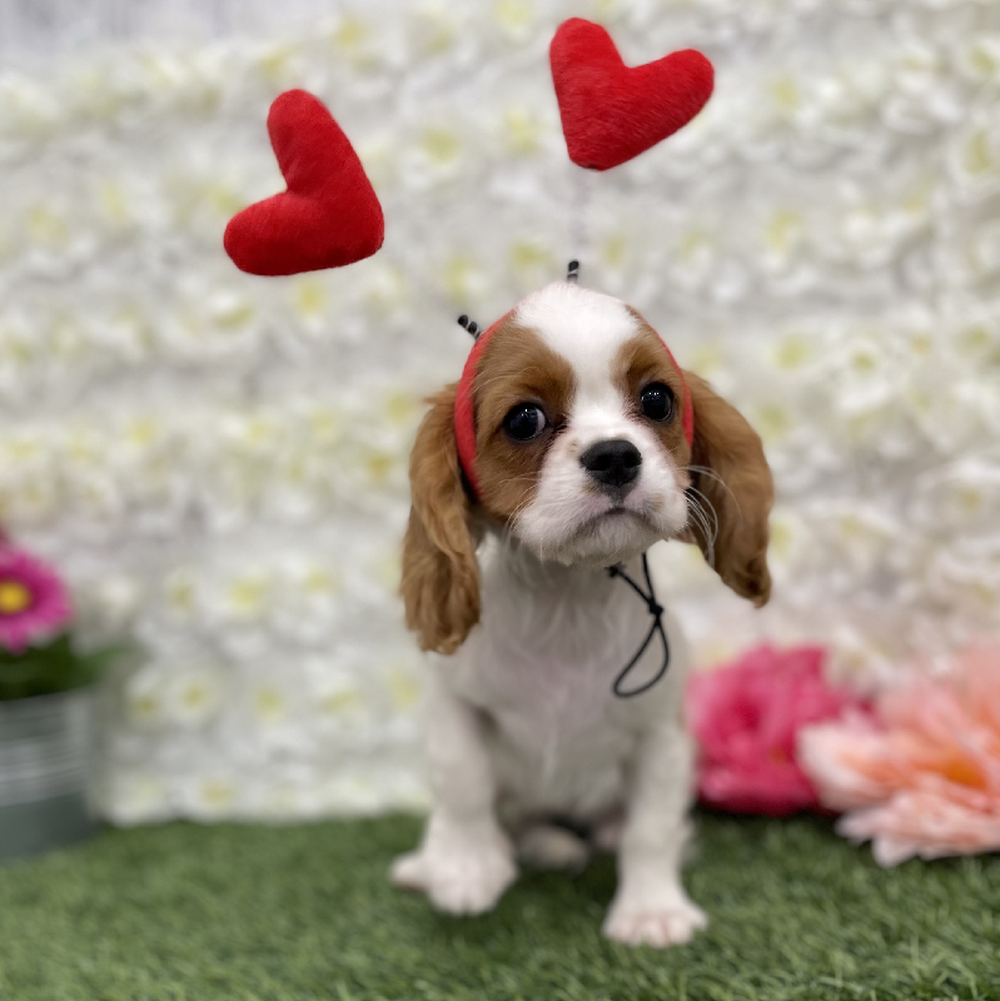 Female Cavalier King Charles Spaniel Puppy for Sale in Braintree, MA