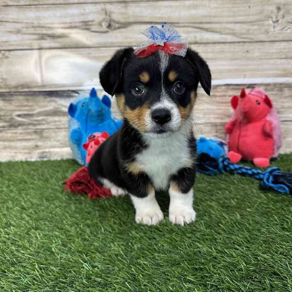 Female Pembroke Welsh Corgi Puppy for Sale in Saugus, MA