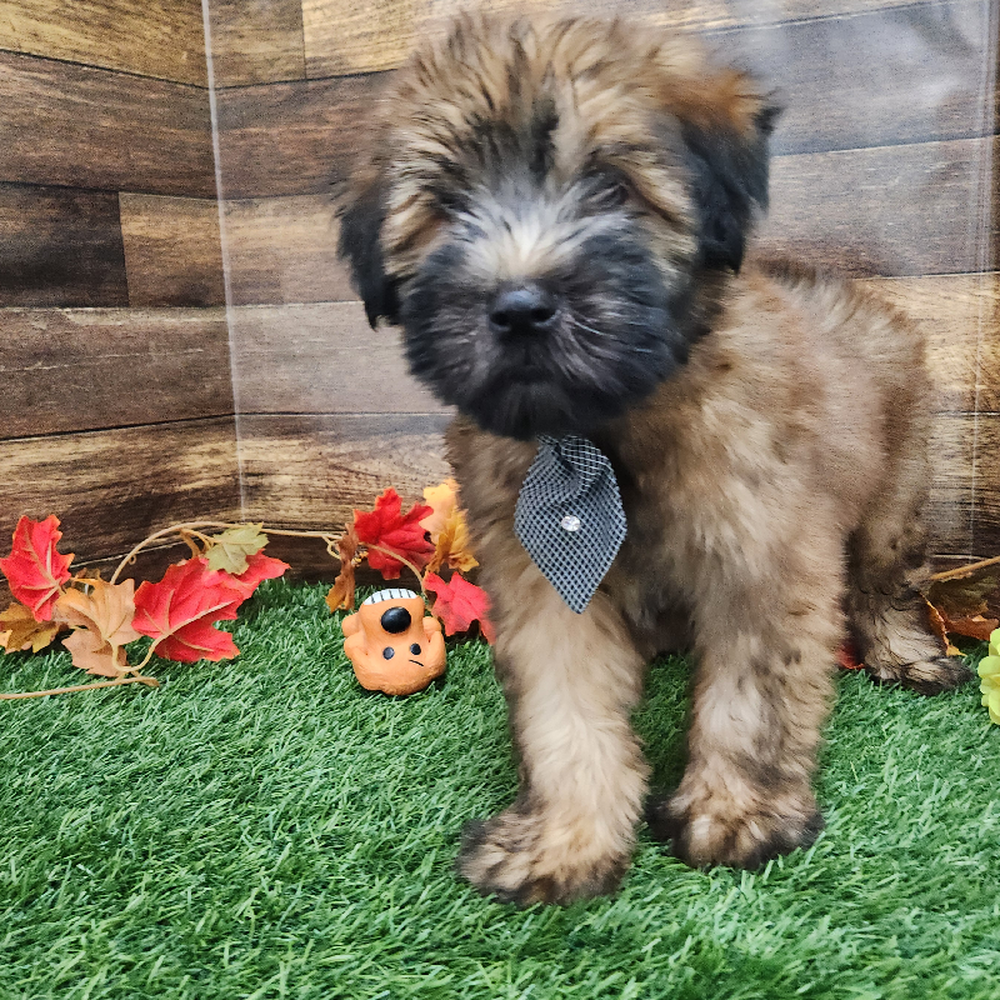 Male Soft Coated Wheaten Terrier Puppy for Sale in Braintree, MA