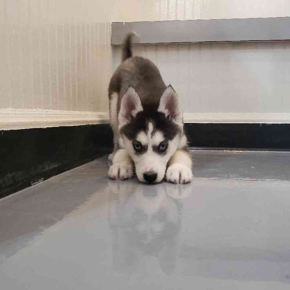 Female Siberian Husky Puppy for sale