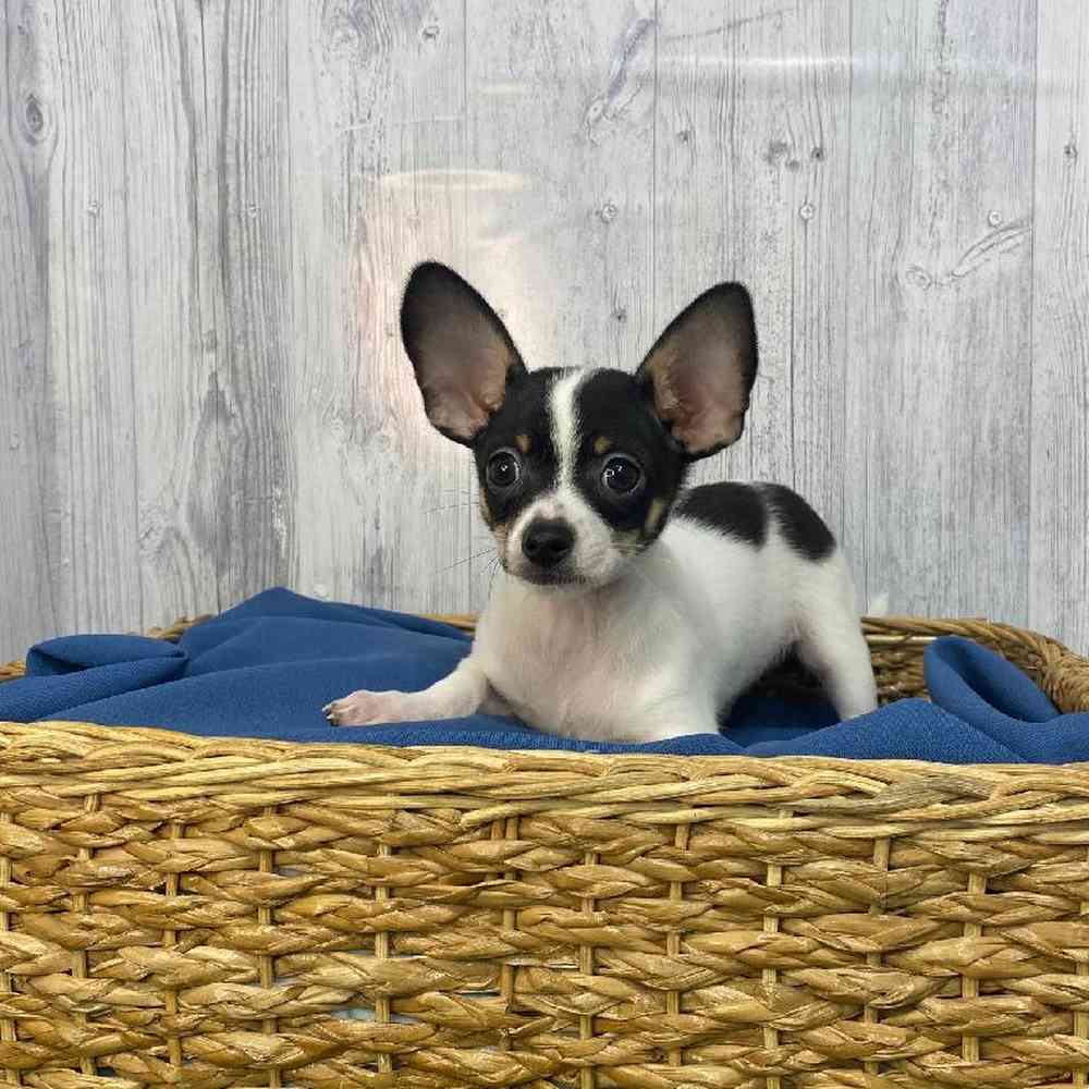 Male Chihuahua Puppy for Sale in Saugus, MA