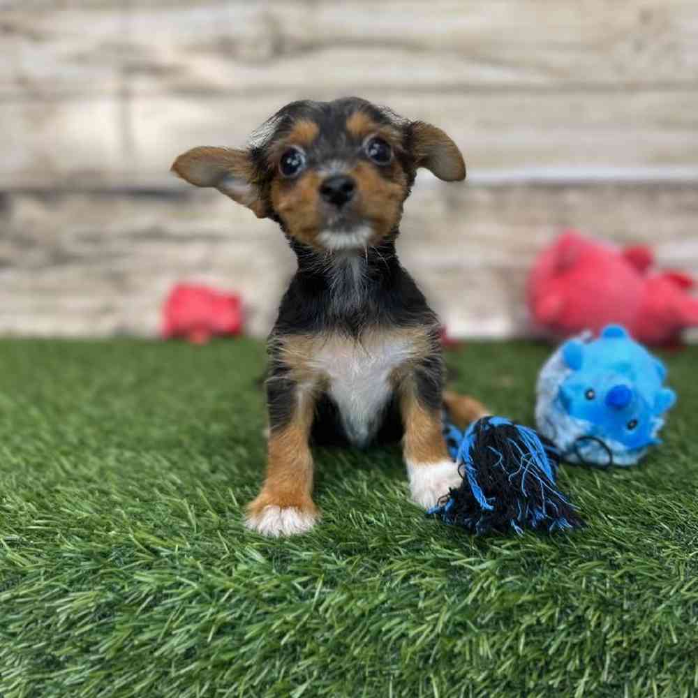 Male Chorkie Puppy for Sale in Saugus, MA