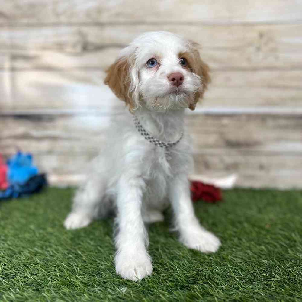 Female Cockapoo 2nd Gen Puppy for Sale in Saugus, MA