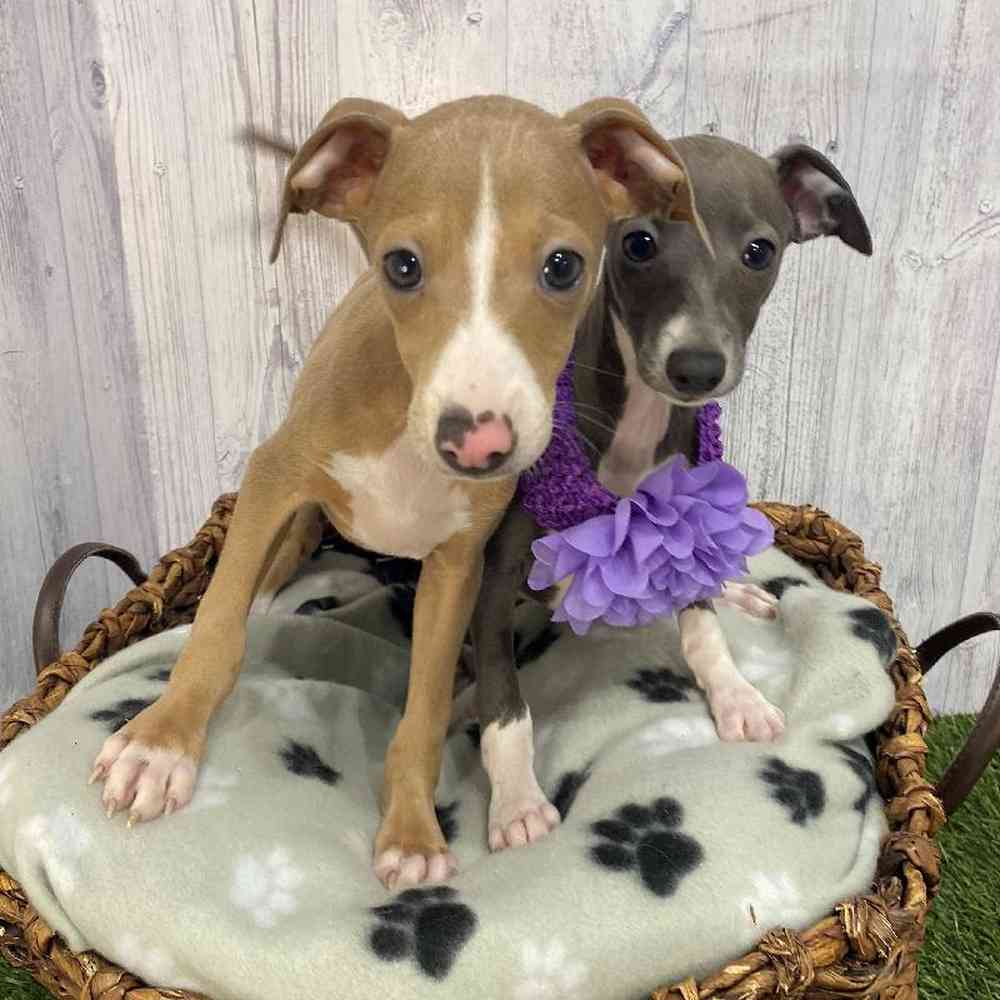Female Italian Greyhound Puppy for Sale in Saugus, MA