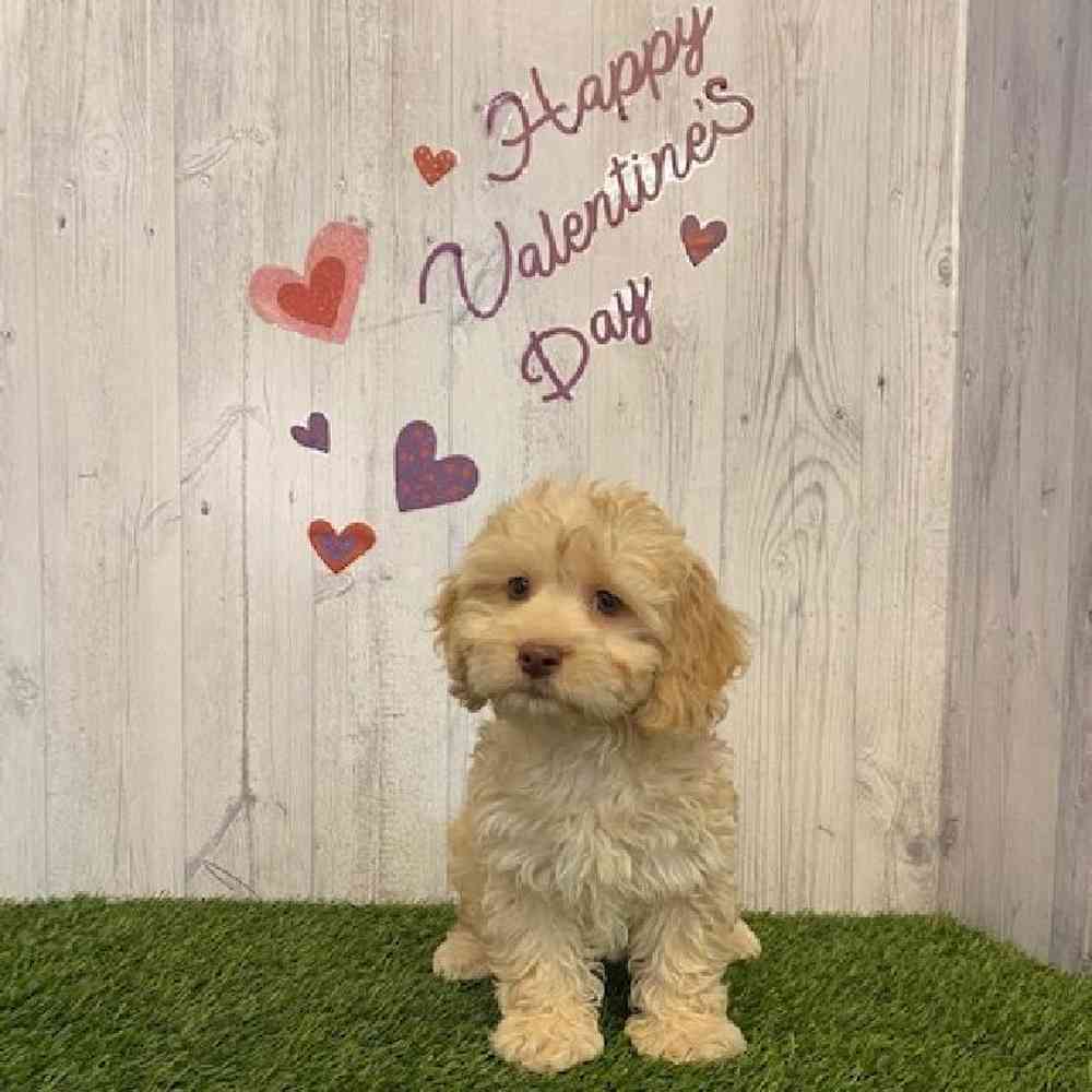 Male Cockapoo Puppy for sale