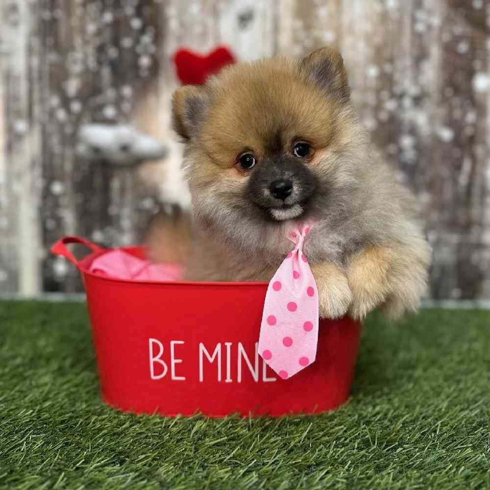 Male Pomeranian Puppy for Sale in Saugus, MA