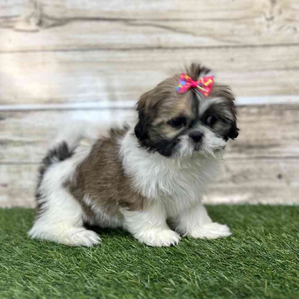 Female Shih Tzu Puppy for Sale in Saugus, MA