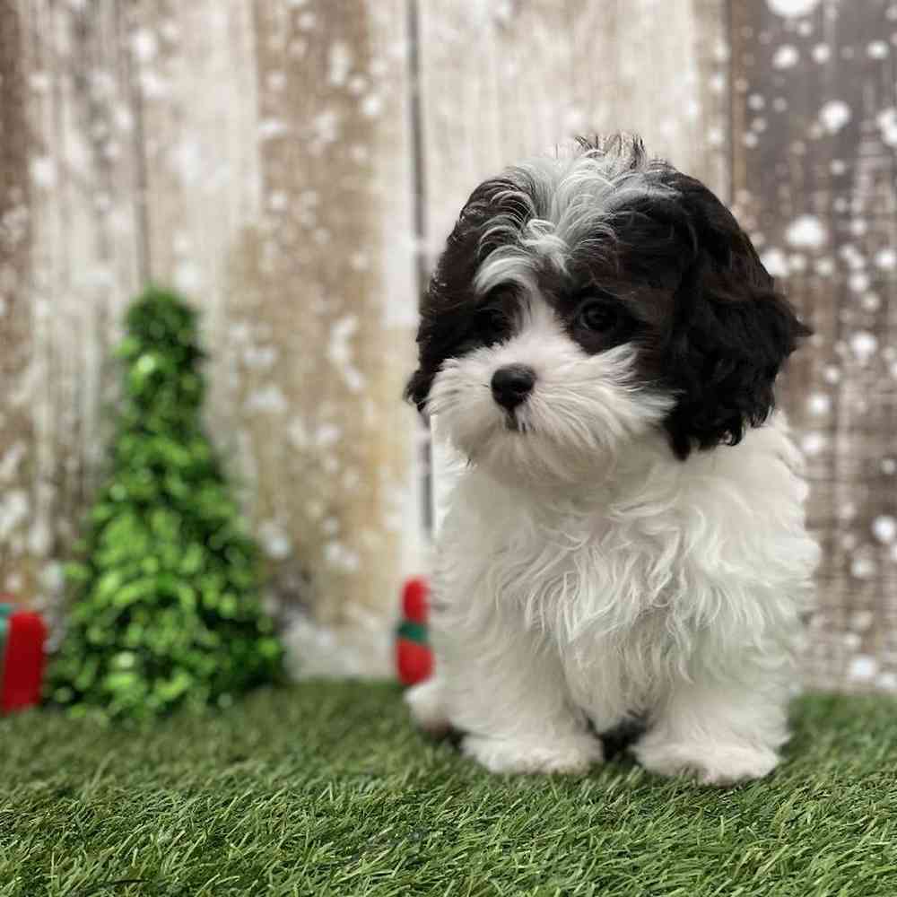 Female Shih-Poo Puppy for Sale in Braintree, MA