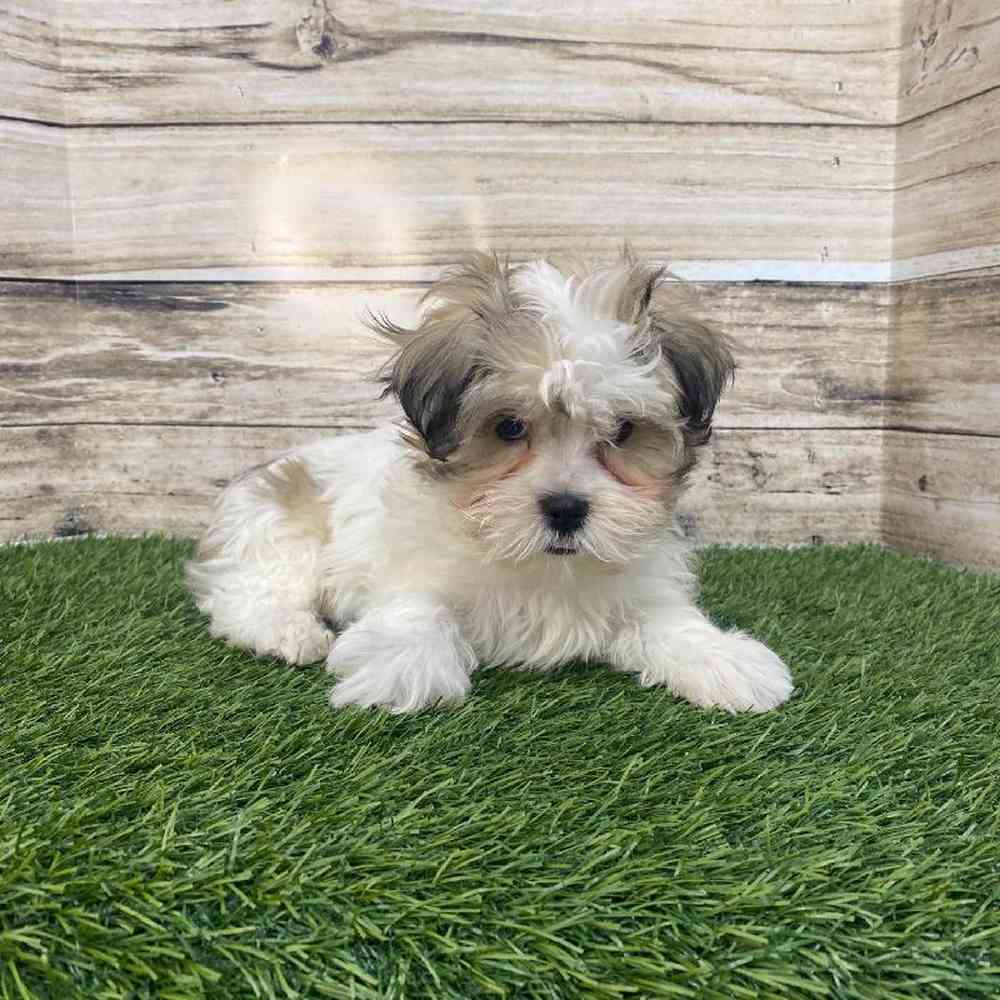 Male Malshi Puppy for Sale in Saugus, MA