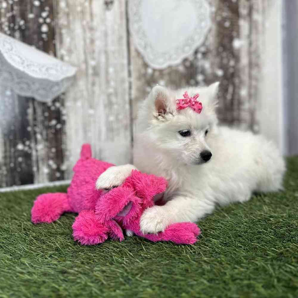 Female American Eskimo Puppy for Sale in Saugus, MA