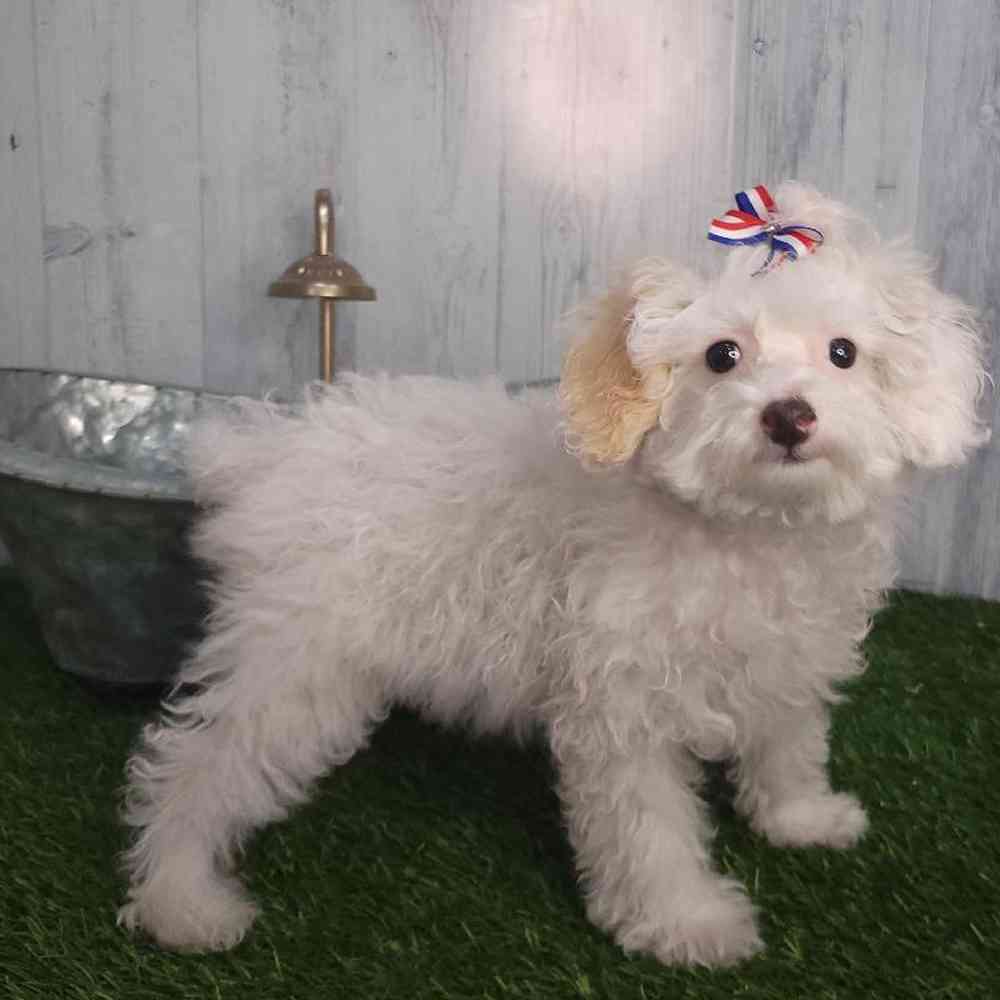 Female Poodle (MINI) Puppy for sale