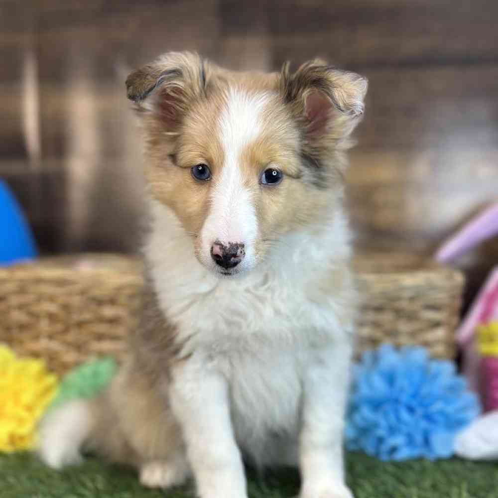 Female Shetland Sheepdog Puppy for Sale in Braintree, MA