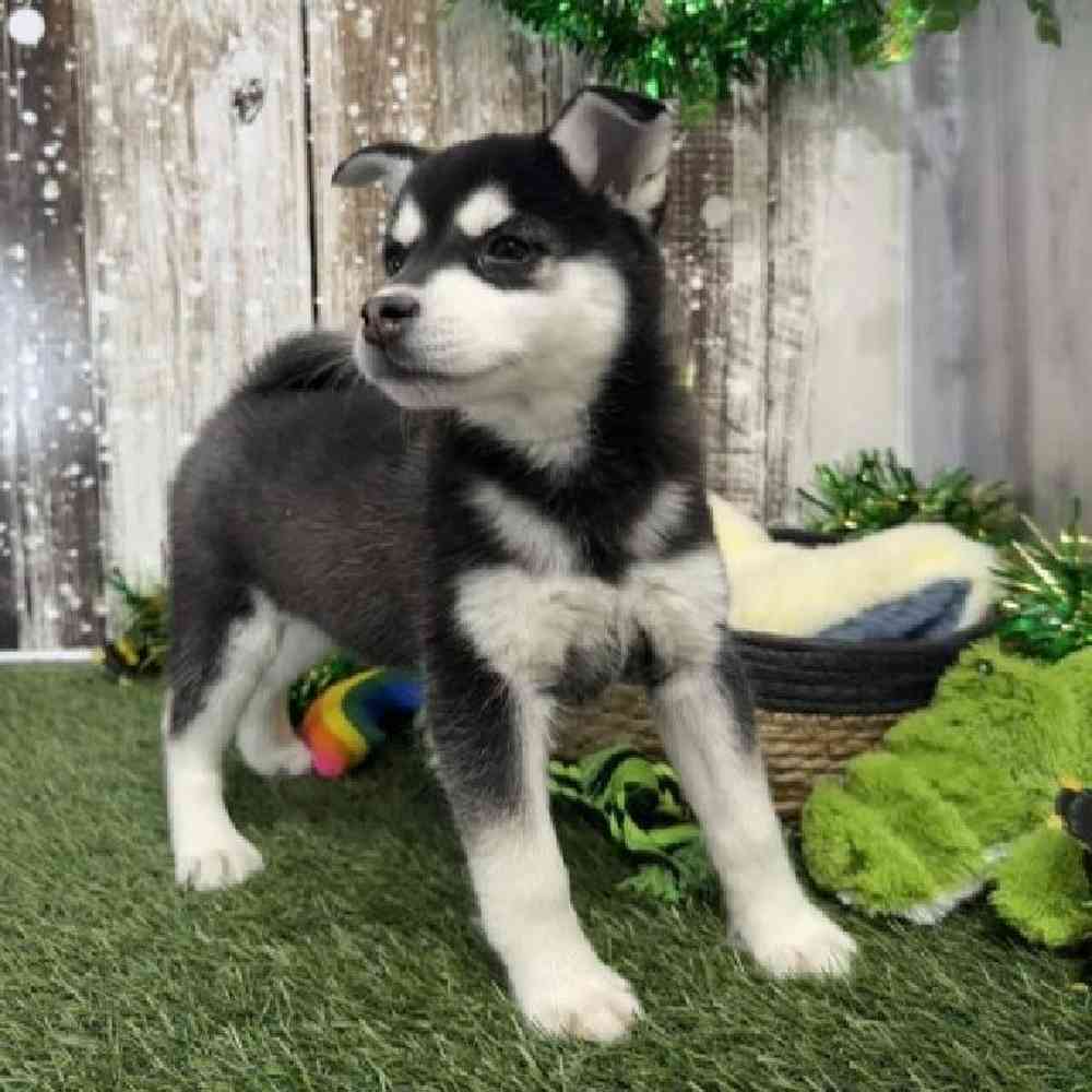 Male Alaskan Klee Kai Puppy for Sale in Saugus, MA