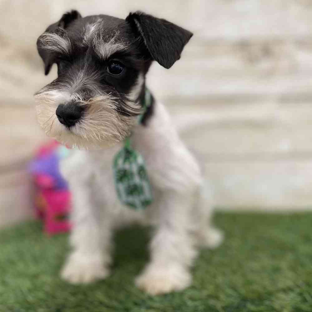 Male Miniature Schnauzer Puppy for Sale in Braintree, MA