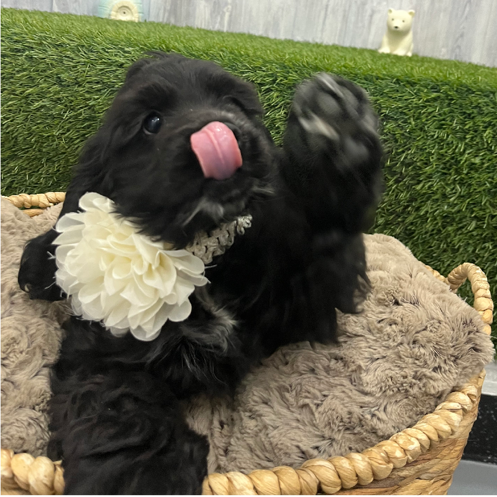 Female Cocker Spaniel Puppy for Sale in Braintree, MA