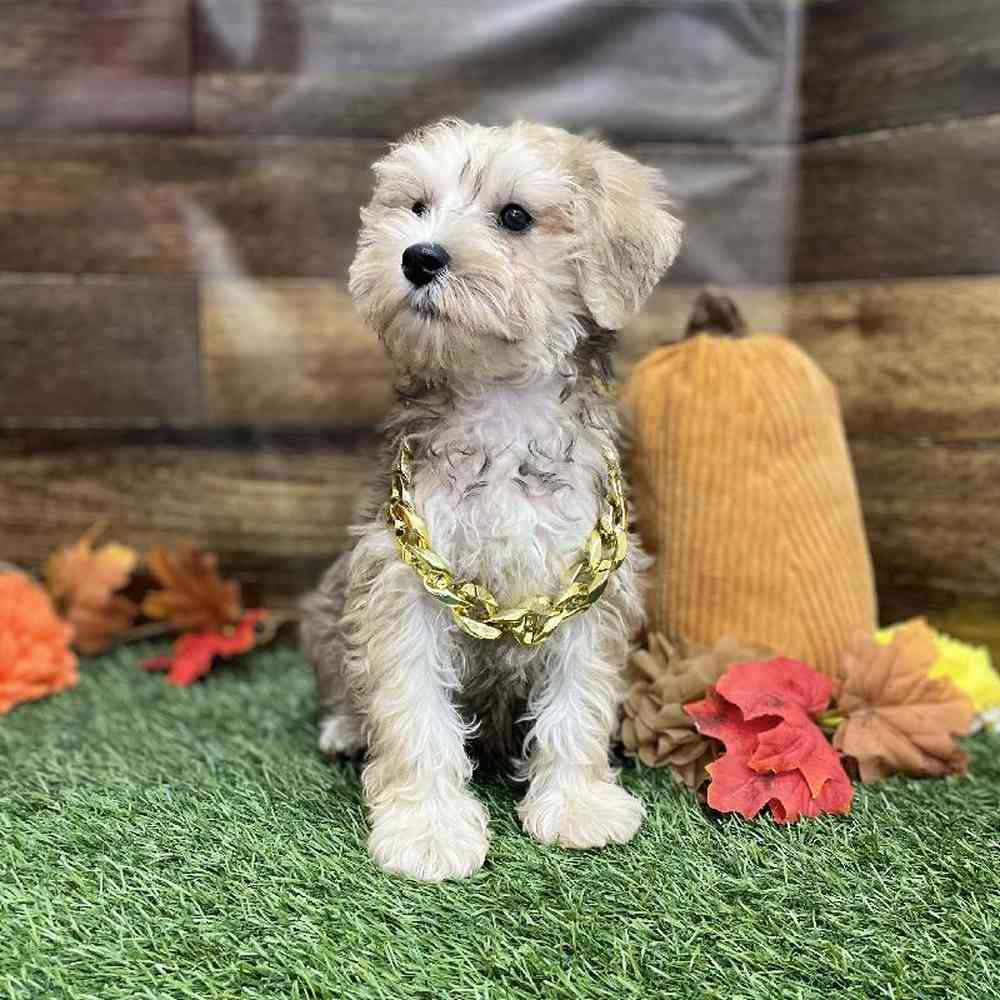 Male Schnoodle Puppy for Sale in Braintree, MA