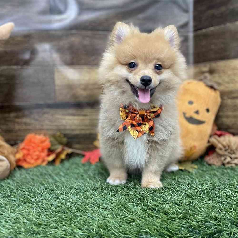 Male Pomeranian Puppy for Sale in Braintree, MA