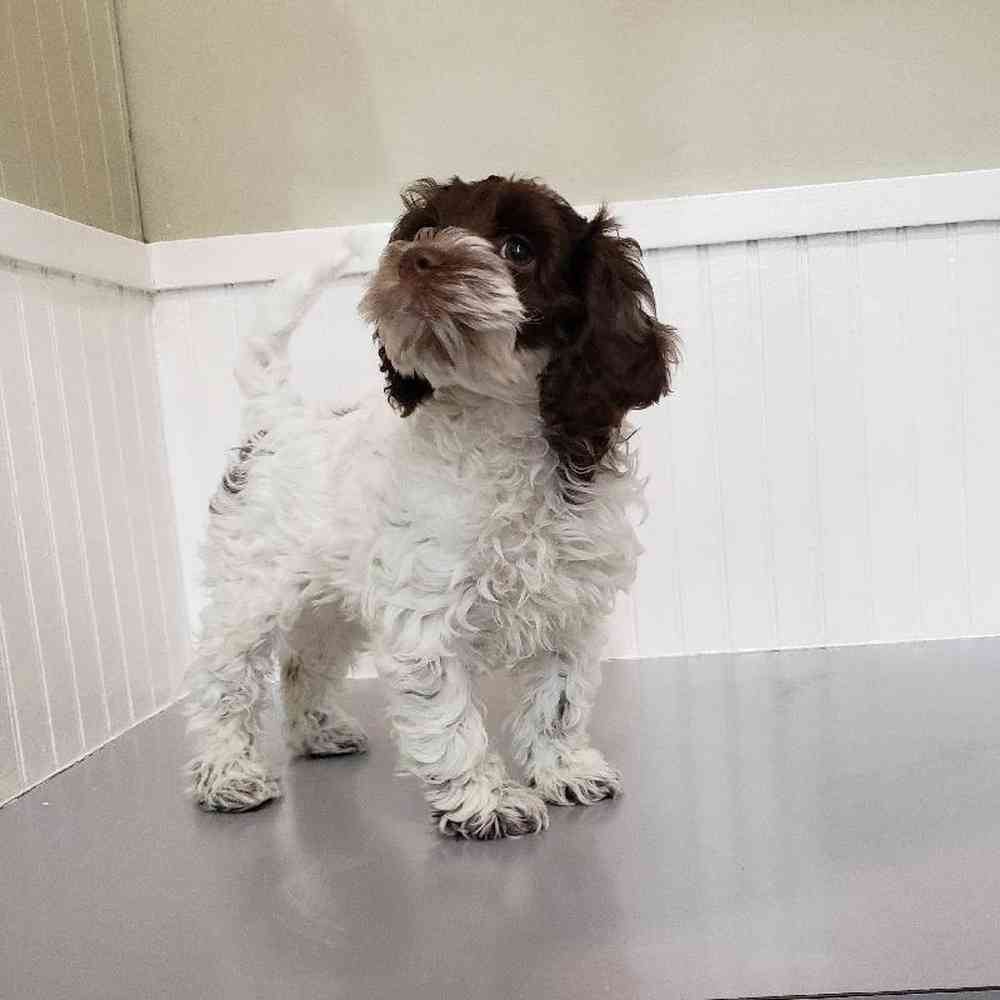 Female Cockapoo Puppy for sale