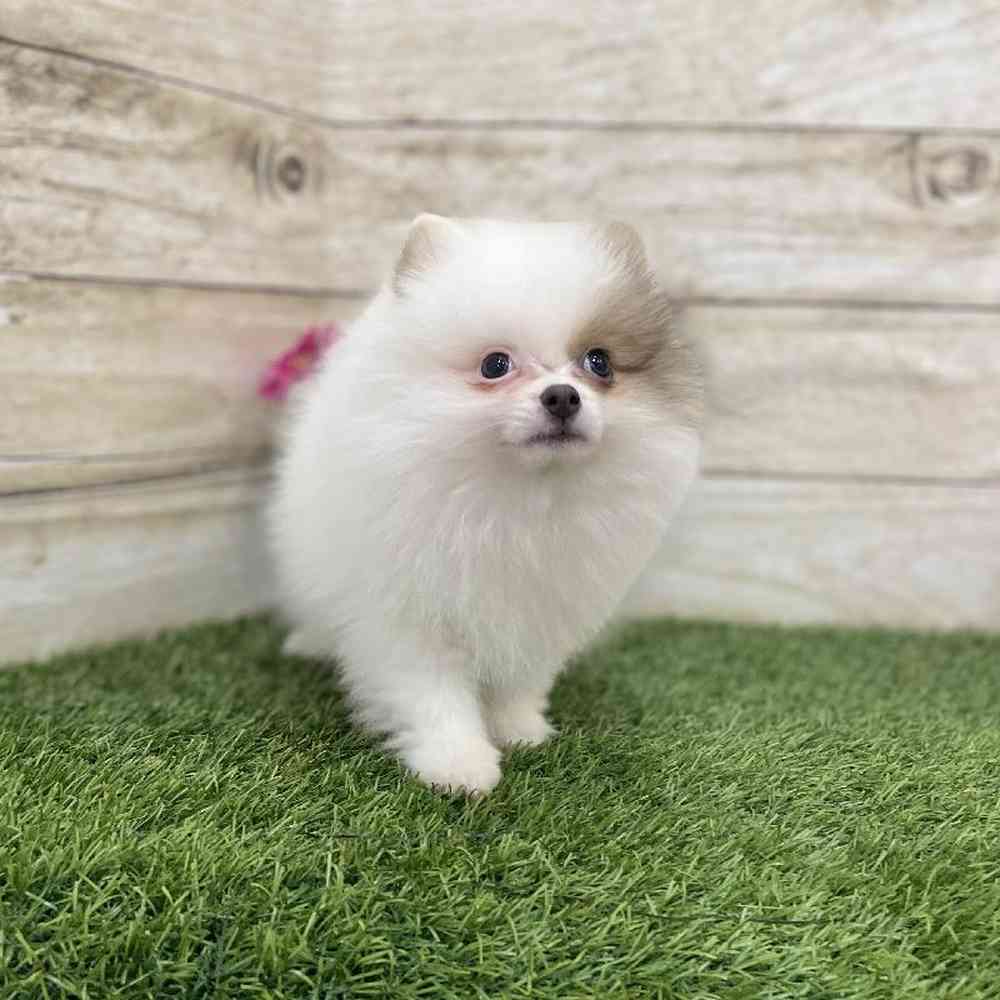 Female Pomeranian Puppy for Sale in Braintree, MA