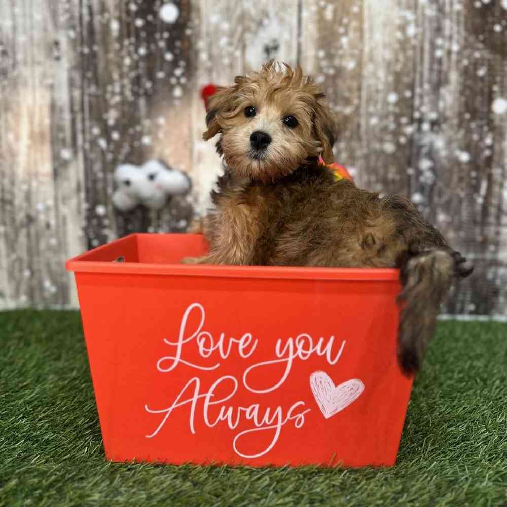 Female Schnoodle Puppy for Sale in Saugus, MA