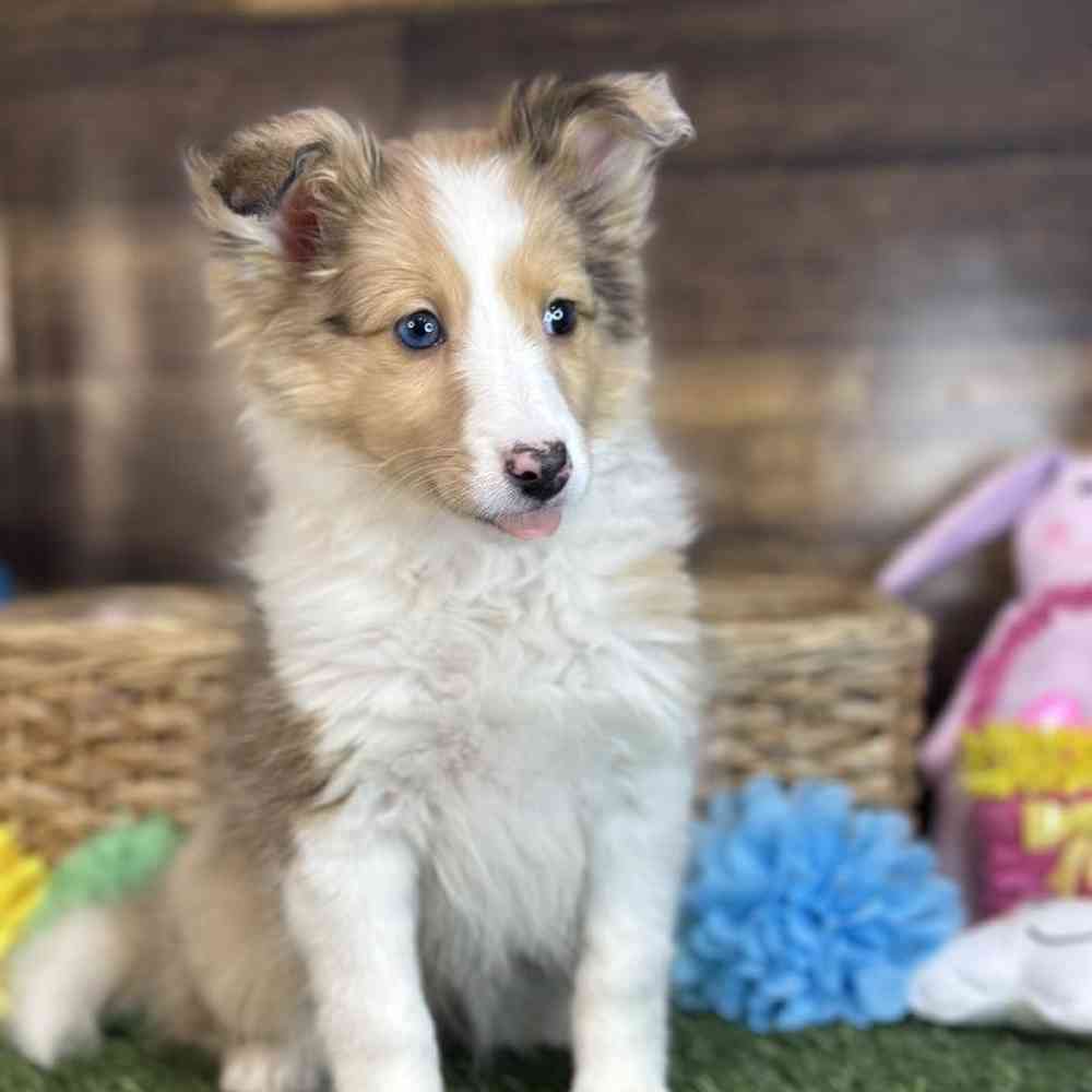 Female Shetland Sheepdog Puppy for Sale in Braintree, MA
