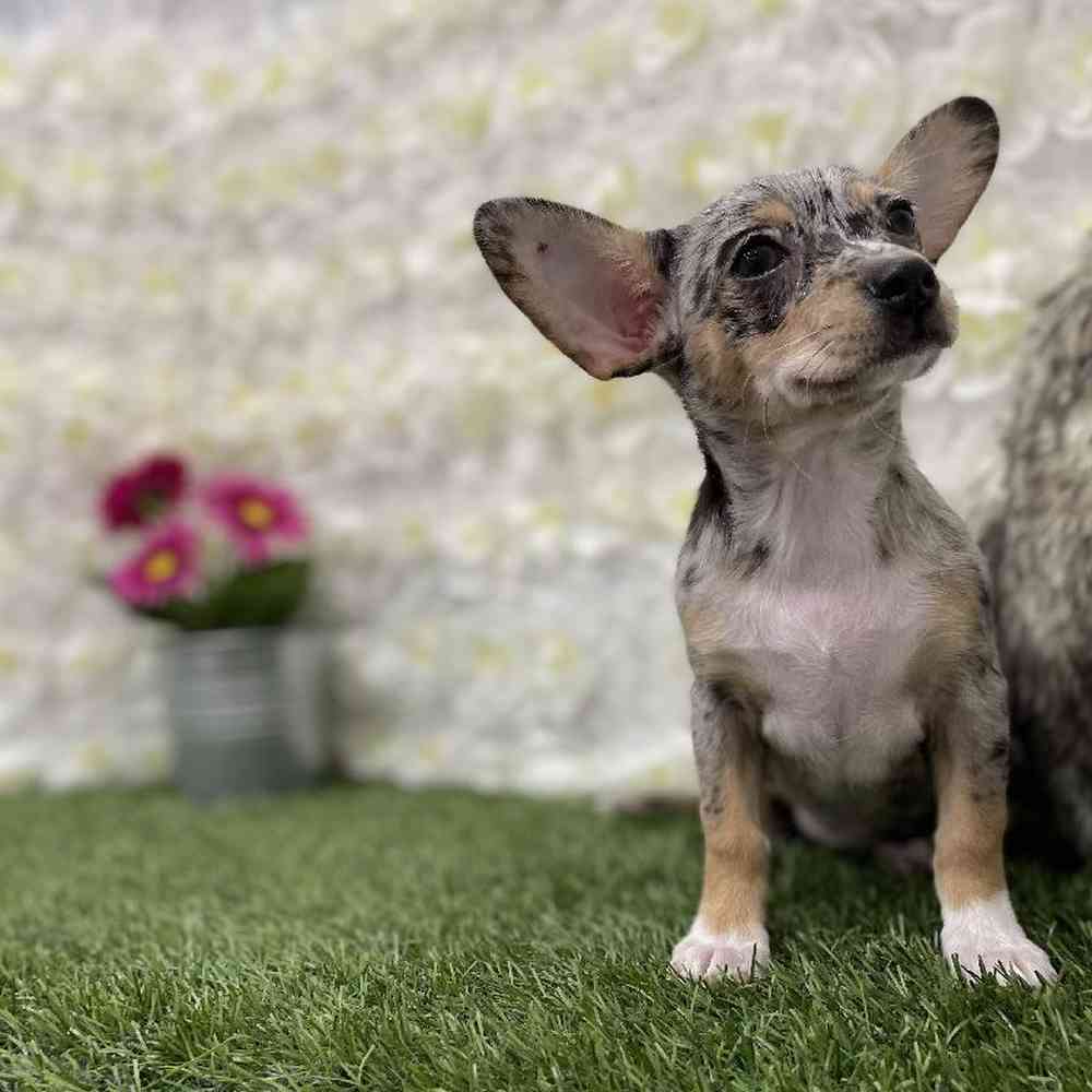Female Chihuahua Puppy for Sale in Braintree, MA