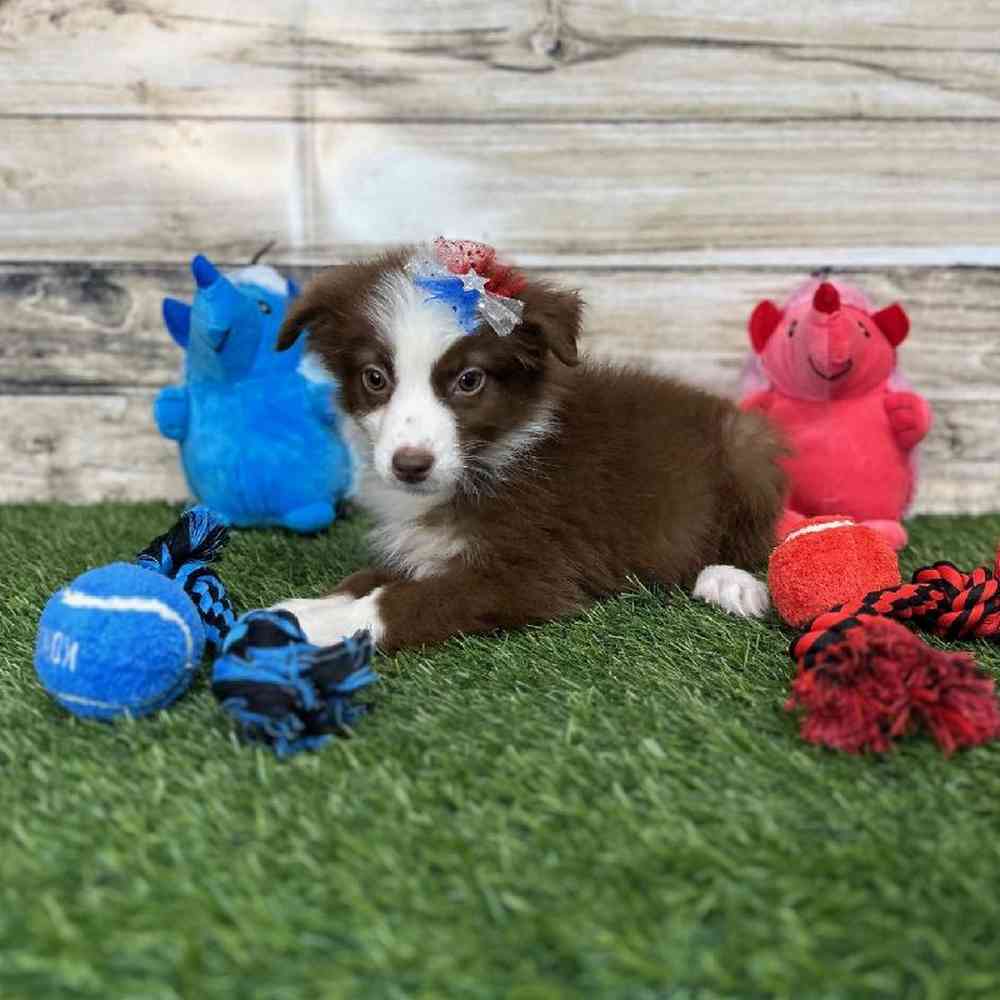 Female Miniature Australian Shepherd Puppy for Sale in Saugus, MA
