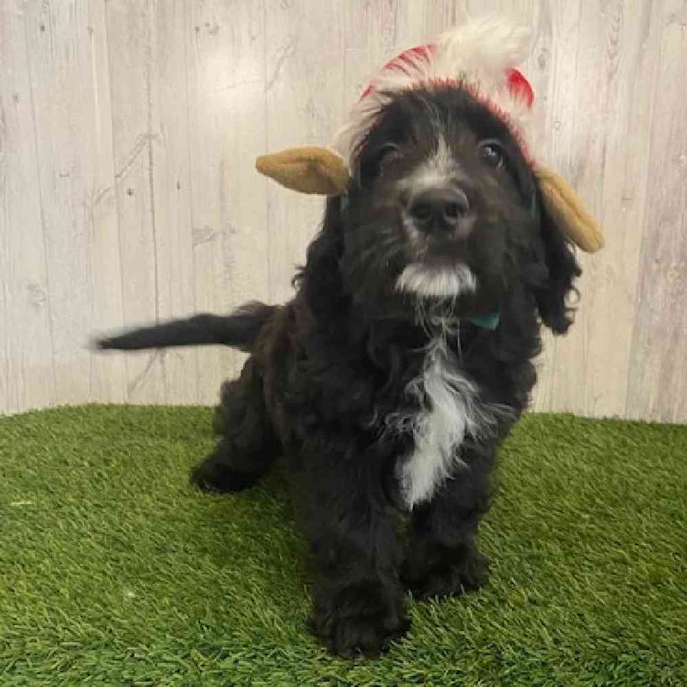 Male Aussiedoodle Puppy for sale