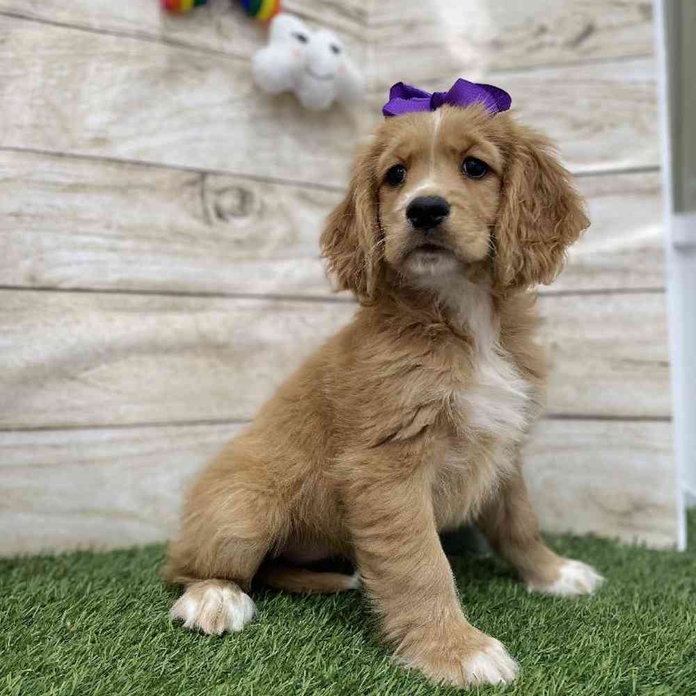 Female Golden Cocker Retriever Puppy for Sale in Braintree, MA
