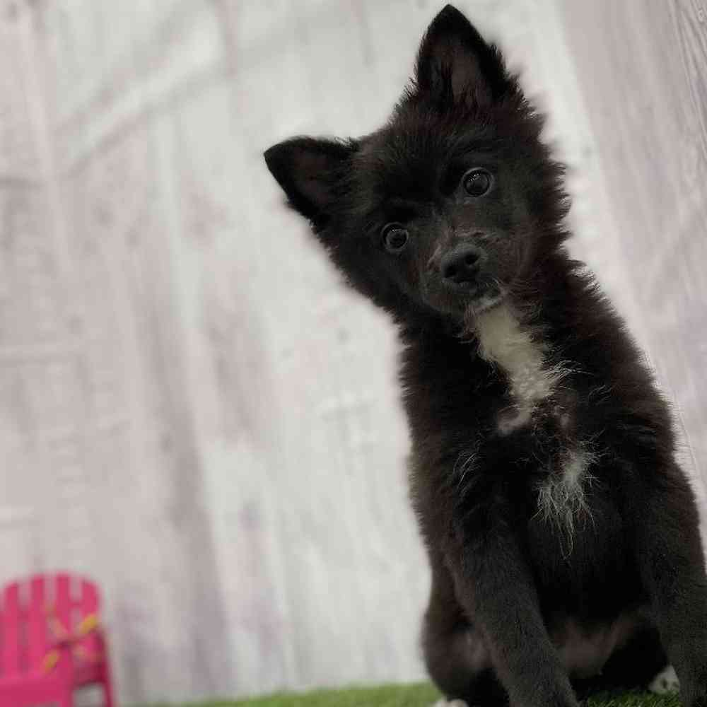 Female Pomimo Puppy for Sale in Braintree, MA