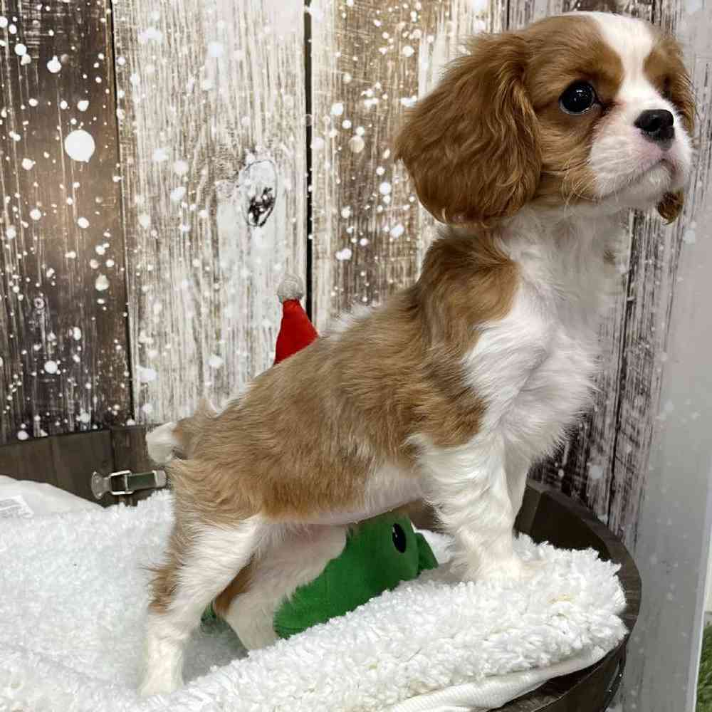 Female Cavapoo Puppy for Sale in Saugus, MA