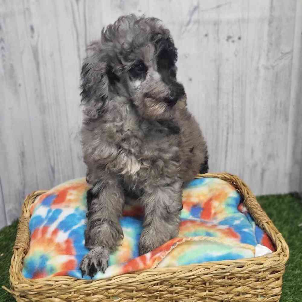 Male Poodle Moyen (Medium) Puppy for Sale in Saugus, MA