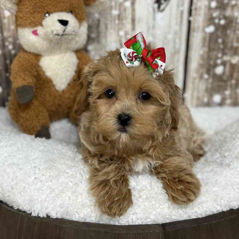 Female Shih-Poo Puppy for Sale in Saugus, MA