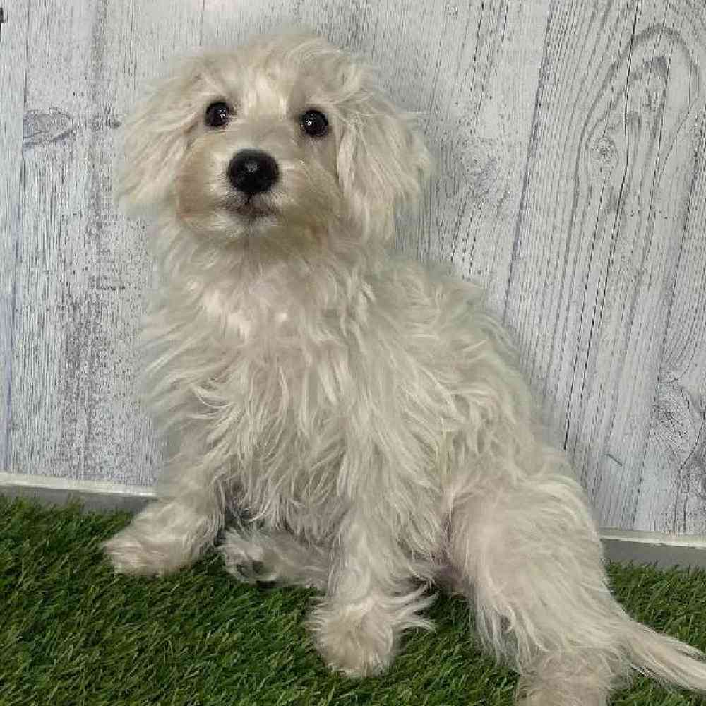 Female Chonzer (Bichon/Min Schnauzer) Puppy for sale