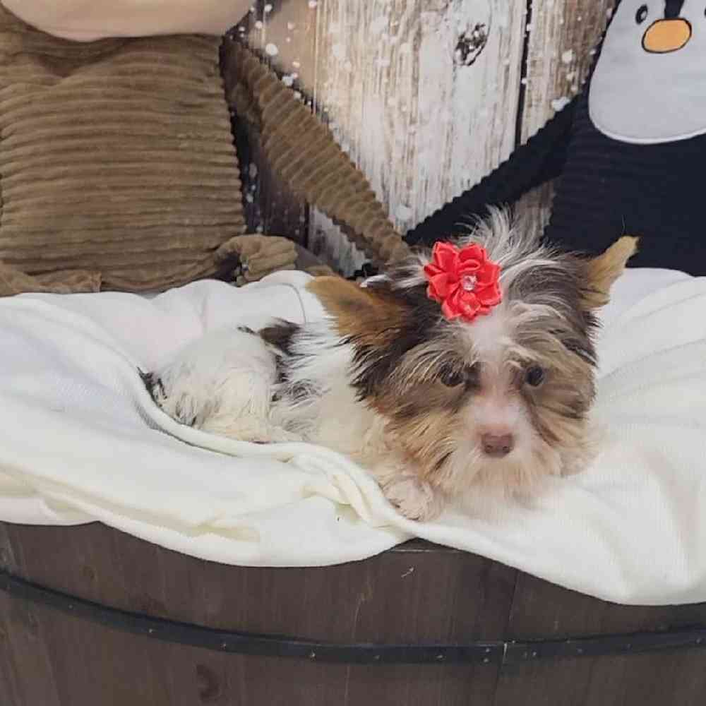 Female Yorkshire Terrier Puppy for Sale in Saugus, MA