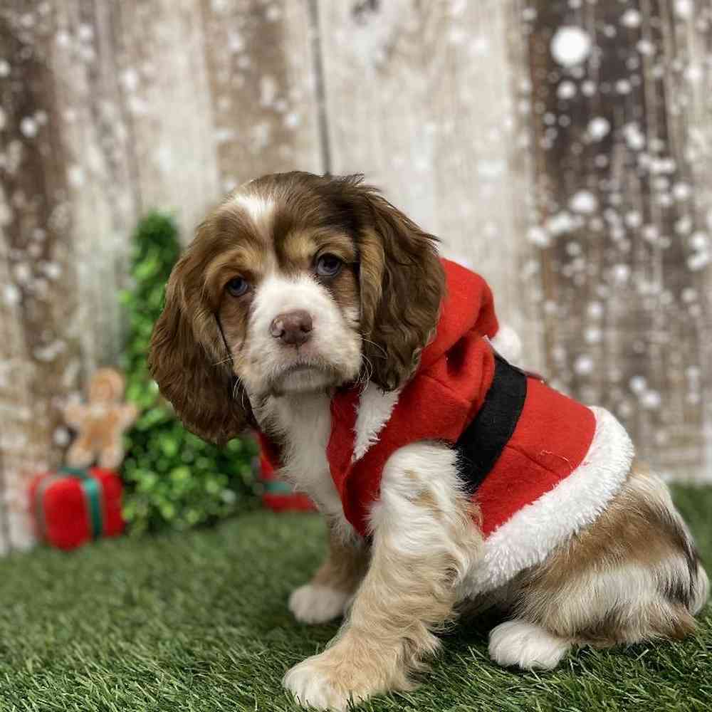 Female Cocker Spaniel Puppy for Sale in Braintree, MA