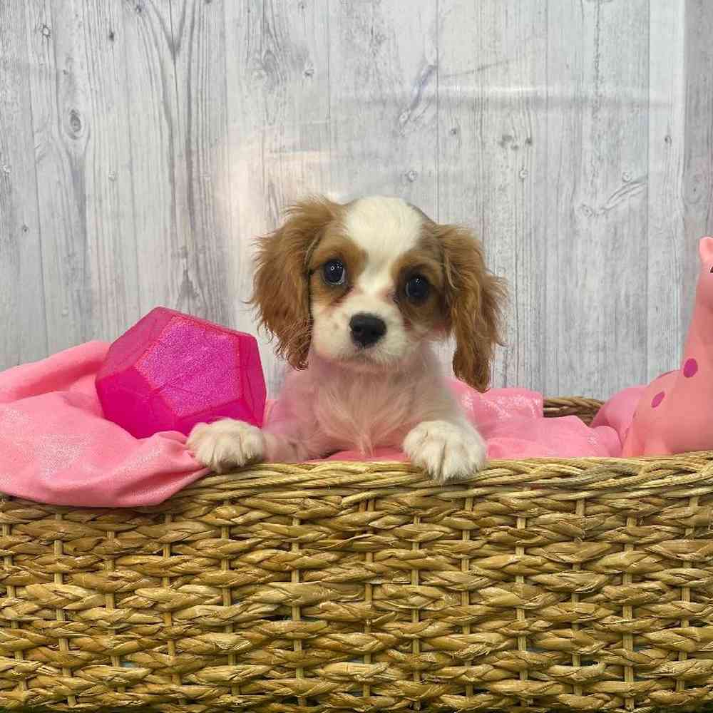 Female Cavalier King Charles Spaniel Puppy for Sale in Saugus, MA