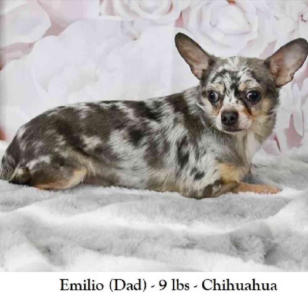 Female Chihuahua Puppy for Sale in Saugus, MA