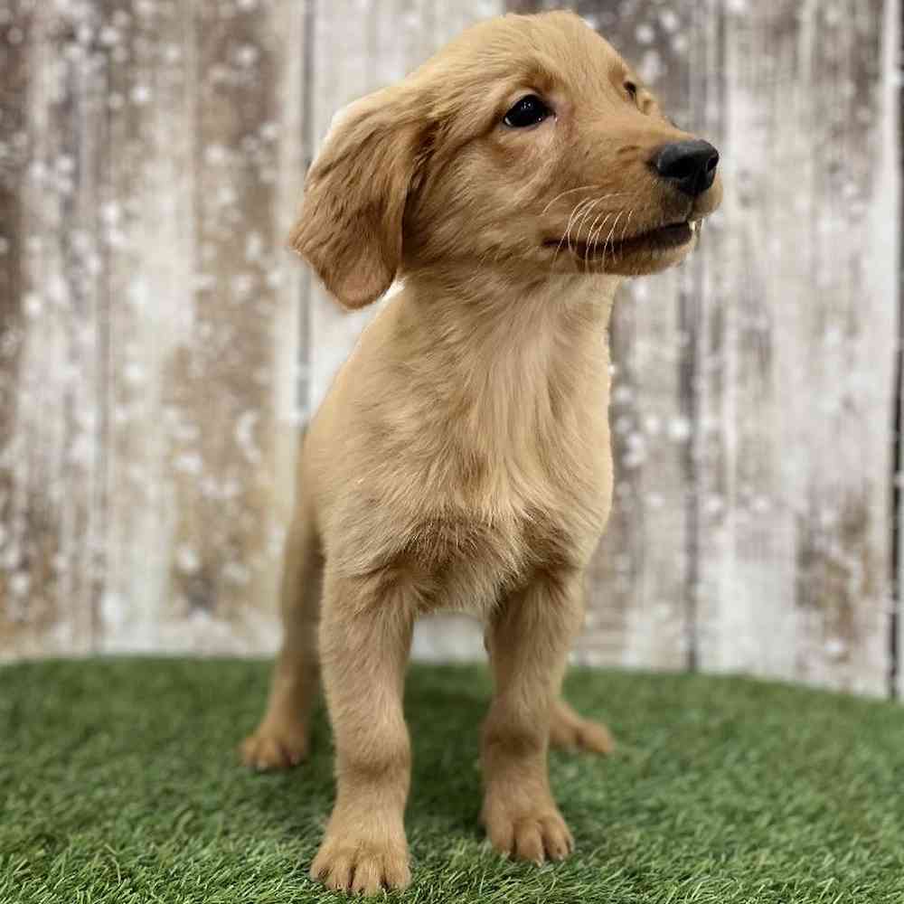 Female Golden Retriever Puppy for Sale in Braintree, MA