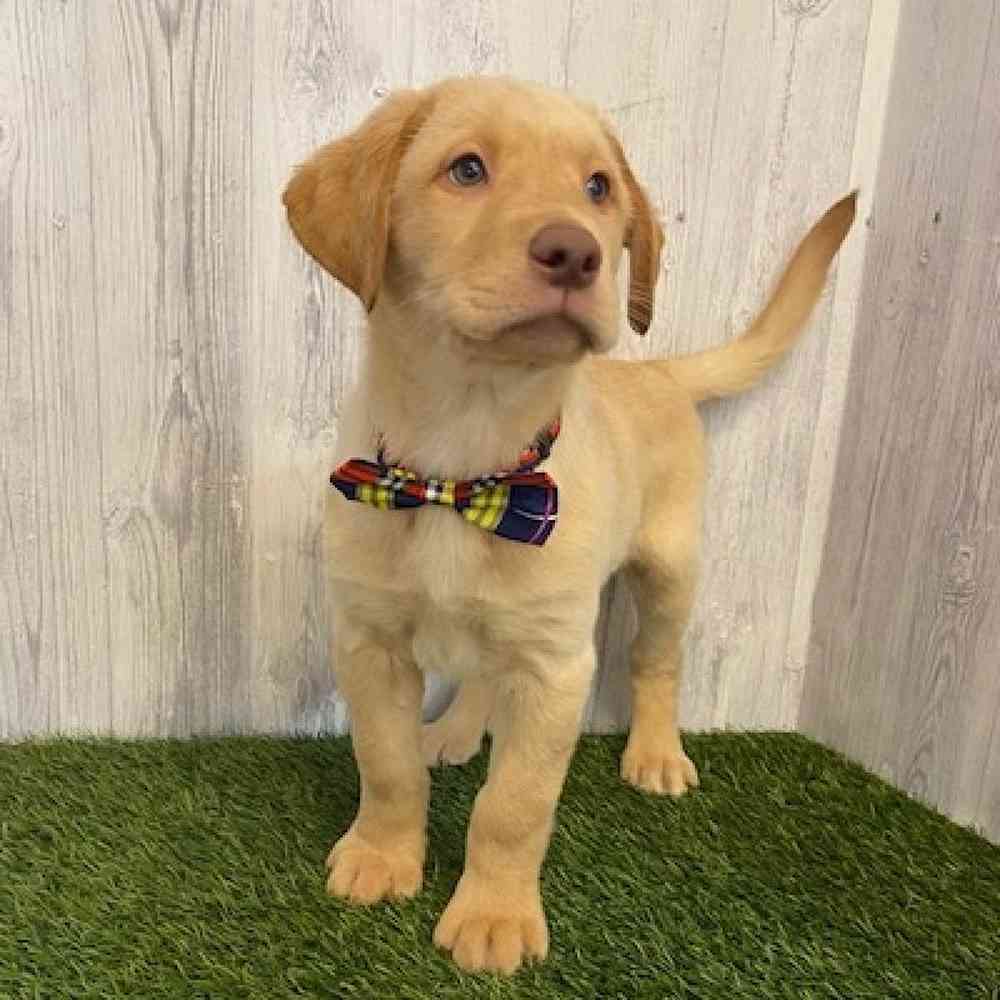 Male Labrador Retriever Puppy for sale