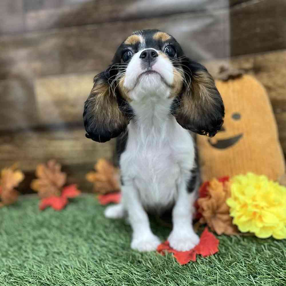 Female Cavalier King Charles Spaniel Puppy for Sale in Braintree, MA