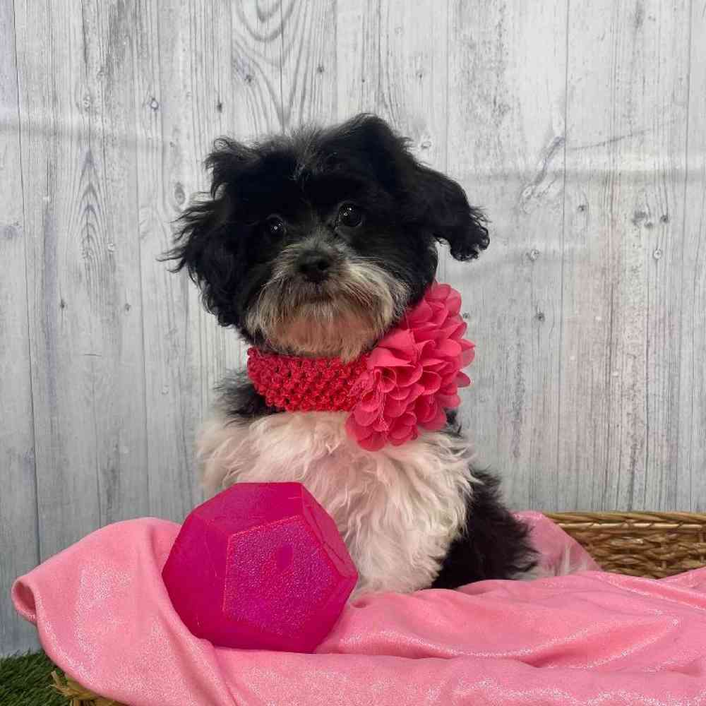 Female Shih-Poo Puppy for Sale in Saugus, MA