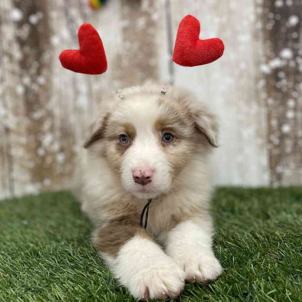 Male Australian Shepherd Puppy for Sale in Braintree, MA