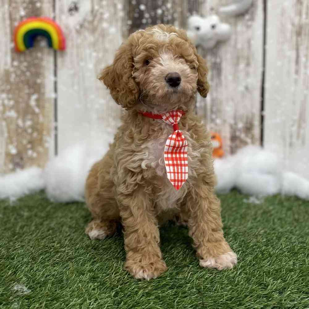 Male Mini Goldendoodle 2nd Gen Puppy for Sale in Braintree, MA