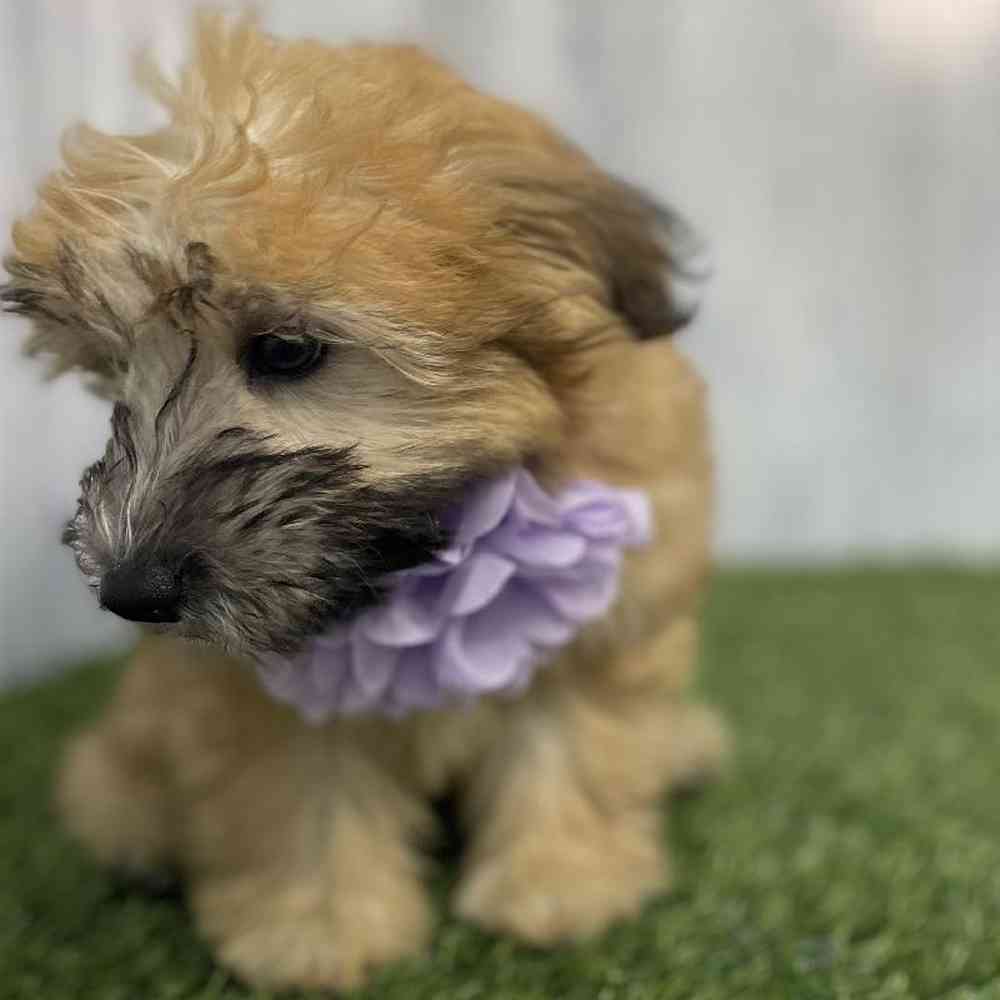 Female Mini Whoodle Puppy for sale