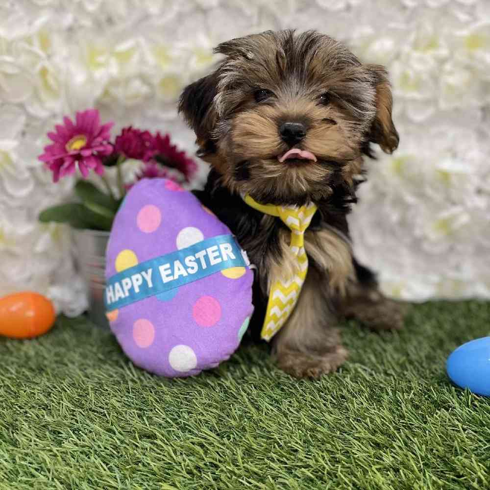 Male Yorkshire Terrier Puppy for Sale in Braintree, MA