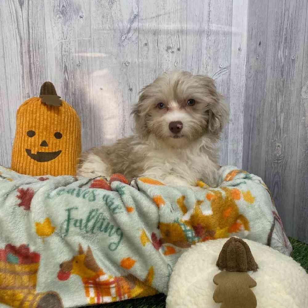 Male Havapoo Puppy for Sale in Saugus, MA