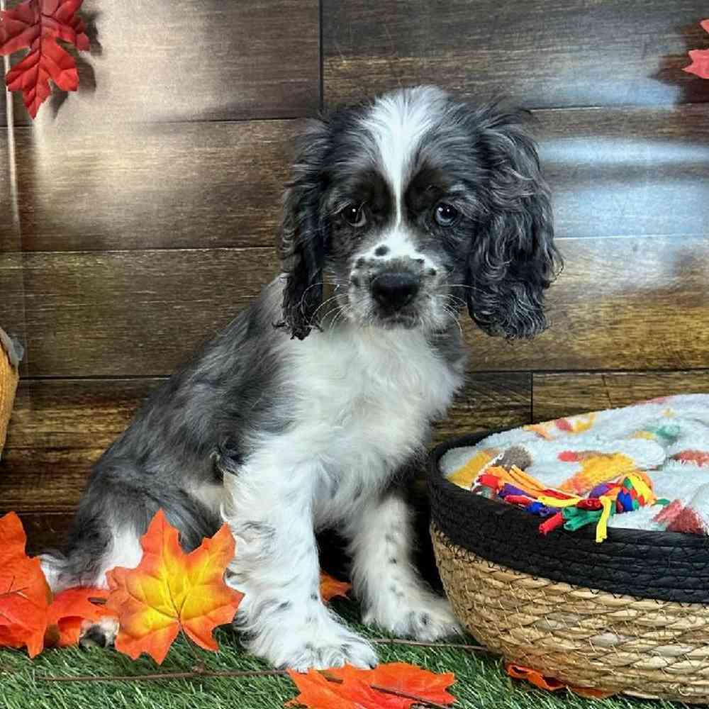 Male Cocker Spaniel Puppy for Sale in Saugus, MA