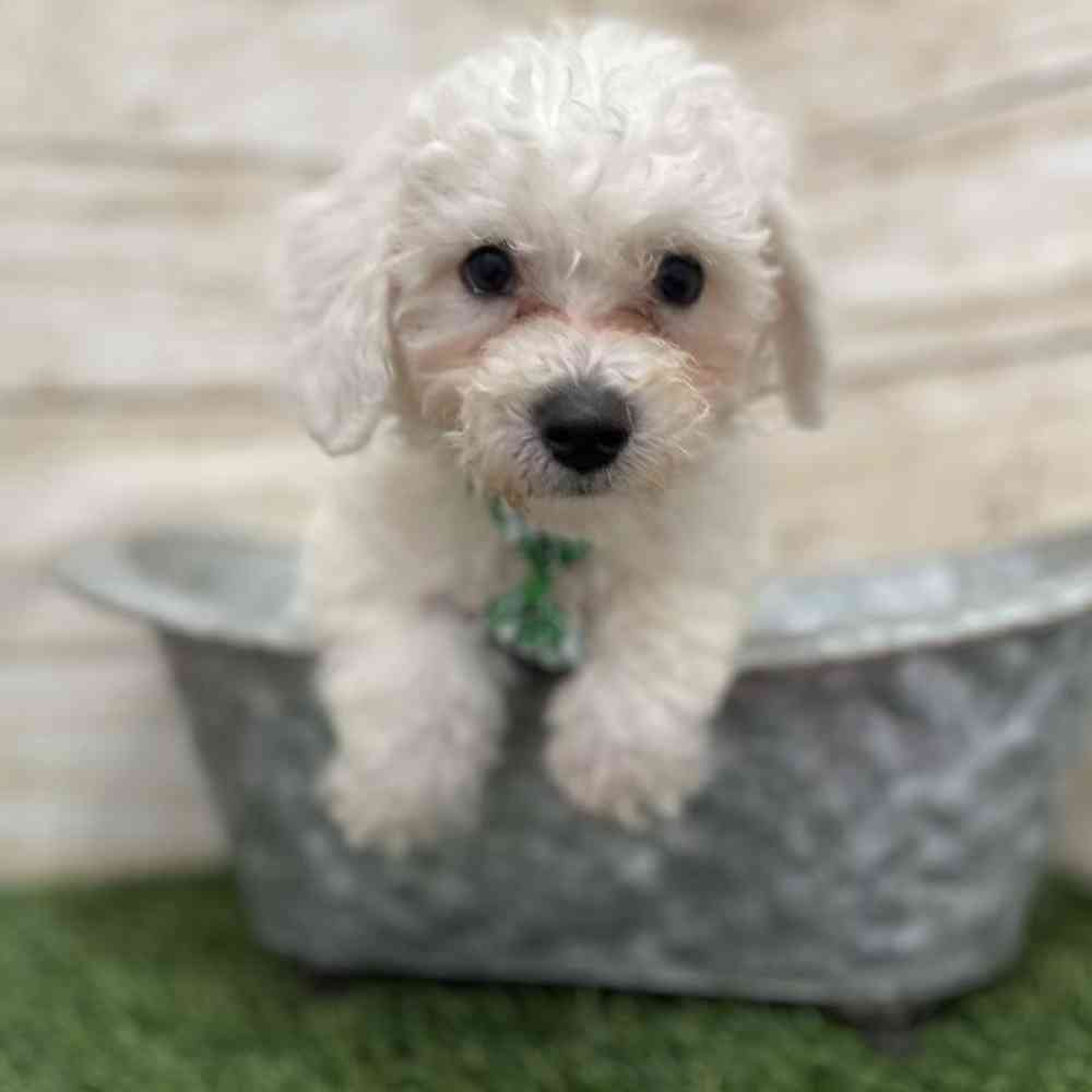 Male Bichon Frise Puppy for Sale in Braintree, MA