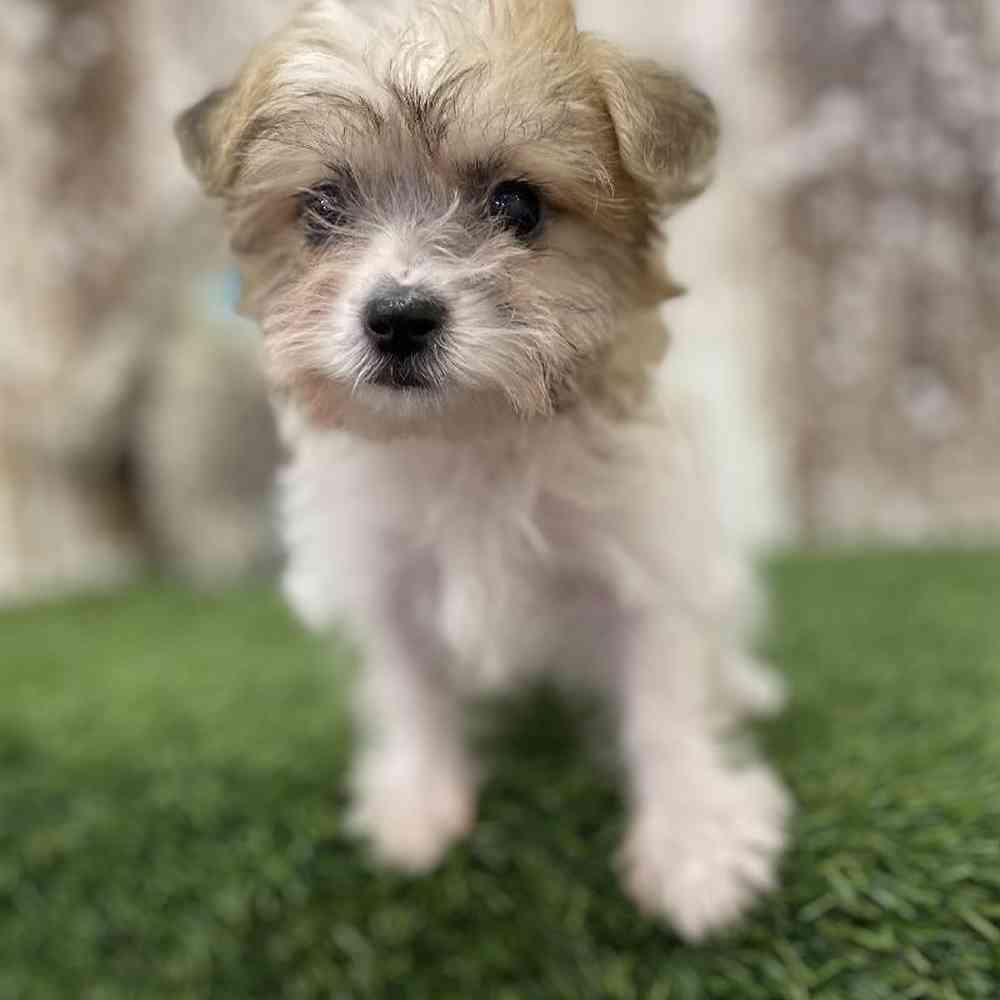 Male Yochon Puppy for Sale in Braintree, MA